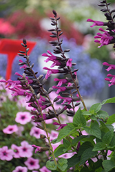 Unplugged Pink Salvia (Salvia 'Unplugged Pink') at A Very Successful Garden Center