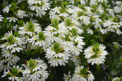 Whirlwind White Fan Flower (Scaevola aemula 'Whirlwind White') at A Very Successful Garden Center