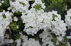 Superbena Whiteout Verbena (Verbena 'RIKA1832M3') at A Very Successful Garden Center