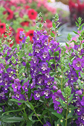 Angelissa Purple Angelonia (Angelonia angustifolia 'SAIANG002') at Lakeshore Garden Centres