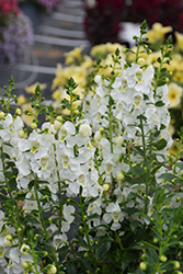 Angelissa White Angelonia (Angelonia angustifolia 'SAIANG001') at A Very Successful Garden Center
