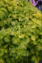 PartyTime Lime Coleus (Solenostemon scutellarioides 'PartyTime Lime') at A Very Successful Garden Center