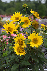 Suncatcher Sunflower (Helianthus 'Suncatcher') at Lakeshore Garden Centres