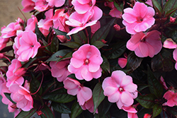 Painted Select Light Pink New Guinea Impatiens (Impatiens hawkeri 'Paradise Select Light Pink') at Lakeshore Garden Centres