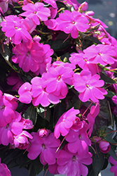 SunPatiens Compact Lilac New Guinea Impatiens (Impatiens 'SakimP063') at A Very Successful Garden Center