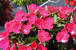 SunPatiens Compact Rose Glow New Guinea Impatiens (Impatiens 'SAKIMP061') at A Very Successful Garden Center