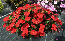 SunPatiens Compact Red New Guinea Impatiens (Impatiens 'SakimP030') at The Mustard Seed