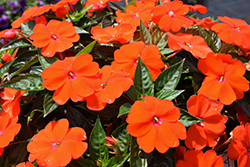 SunPatiens Vigorous Orange New Guinea Impatiens (Impatiens 'SAKIMP056') at A Very Successful Garden Center