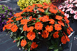 SunPatiens Vigorous Orange New Guinea Impatiens (Impatiens 'SAKIMP056') at A Very Successful Garden Center
