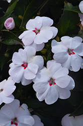 SunPatiens Vigorous Sweetheart White Impatiens (Impatiens 'SAKIMP064') at A Very Successful Garden Center