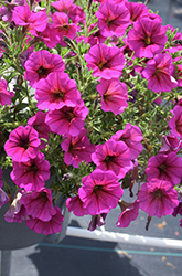 SuperCal Premium Purple Dawn Petchoa (Petchoa 'SAKPXC030') at A Very Successful Garden Center