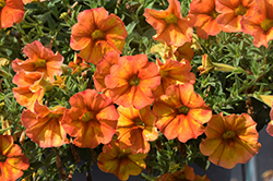 SuperCal Premium Sunset Orange Petchoa (Petchoa 'SAKPXC032') at A Very Successful Garden Center