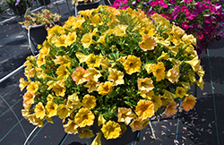 SuperCal Premium Yellow Sun Petchoa (Petchoa 'SAKPXC029') at A Very Successful Garden Center