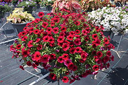 SuperCal Royal Red Petchoa (Petchoa 'SAKPXC028') at A Very Successful Garden Center