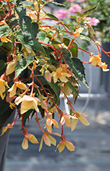 Beauvilia Yellow Begonia (Begonia boliviensis 'Beauvillia Yellow') at Stonegate Gardens