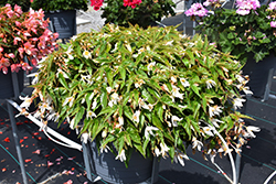 Waterfall Encanto White Blush Begonia (Begonia boliviensis 'Encanto White Blush') at A Very Successful Garden Center