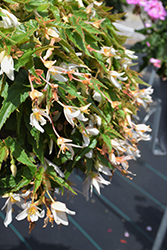 Waterfall Encanto White Blush Begonia (Begonia boliviensis 'Encanto White Blush') at A Very Successful Garden Center
