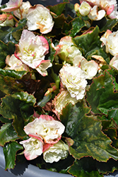 Frivola White Begonia (Begonia x hiemalis 'Frivola White') at A Very Successful Garden Center