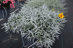 FanciFillers Silver Strand Saladbush (Didelta 'WESDIFANFISIST') at Lakeshore Garden Centres