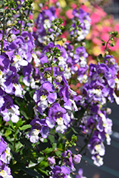 Alonia Big Bicolor Purple Angelonia (Angelonia angustifolia 'Alonia Big Bicolor Purple') at A Very Successful Garden Center