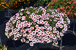 Eyeconic Cherry Blossom Calibrachoa (Calibrachoa 'Eyeconic Cherry Blossom') at A Very Successful Garden Center
