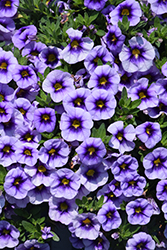 Eyeconic Purple Calibrachoa (Calibrachoa 'Eyeconic Purple') at A Very Successful Garden Center