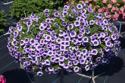 Eyeconic Purple Calibrachoa (Calibrachoa 'Eyeconic Purple') at Lakeshore Garden Centres