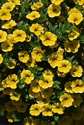 Lia Yellow Calibrachoa (Calibrachoa 'Lia Yellow') at A Very Successful Garden Center