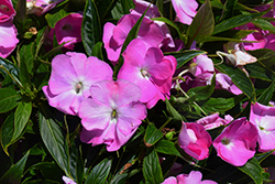 Harmony Colorfall Pink Impatiens (Impatiens hawkeri 'Harmony Colorfall Pink') at A Very Successful Garden Center