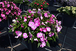 Harmony Colorfall Pink Impatiens (Impatiens hawkeri 'Harmony Colorfall Pink') at A Very Successful Garden Center