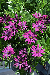 Osticade Purple African Daisy (Osteospermum 'Osticade Purple') at A Very Successful Garden Center