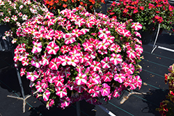 Amore Pink Heart Petunia (Petunia 'Amore Pink Heart') at Lakeshore Garden Centres