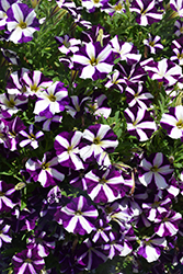 Amore Purple Heart Petunia (Petunia 'Amore Purple Heart') at A Very Successful Garden Center