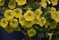 Capella Hello Yellow Petunia (Petunia 'Capella Hello Yellow') at A Very Successful Garden Center