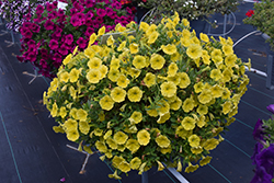 Capella Hello Yellow Petunia (Petunia 'Capella Hello Yellow') at A Very Successful Garden Center