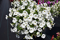 Capella White Petunia (Petunia 'Capella White') at A Very Successful Garden Center
