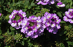 Vanessa Compact Bicolor Purple Verbena (Verbena 'Vanessa Compact Bicolor Purple') at A Very Successful Garden Center