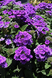 Vanessa Purple Verbena (Verbena 'Vanessa Purple') at A Very Successful Garden Center