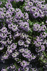 Stream Lavender Sweet Alyssum (Lobularia maritima 'Stream Lavender') at Lakeshore Garden Centres