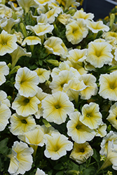 Capella Soft Yellow Petunia (Petunia 'Capella Soft Yellow') at A Very Successful Garden Center