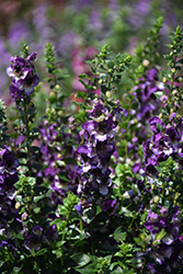AngelDance Violet Bicolor Angelonia (Angelonia angustifolia 'Baladaniob') at A Very Successful Garden Center