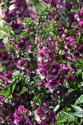 AngelDance Fuchsia Bicolor Angelonia (Angelonia angustifolia 'Baladanucb') at A Very Successful Garden Center