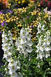 Archangel White Angelonia (Angelonia angustifolia 'Balarcwite') at Lakeshore Garden Centres