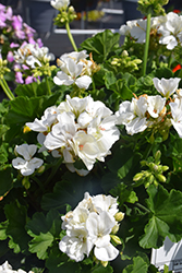 Dynamo White Geranium (Pelargonium 'Dynamo White') at Lakeshore Garden Centres