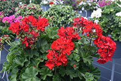 Fantasia Dark Red Geranium (Pelargonium 'Fantasia Dark Red') at A Very Successful Garden Center