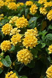 Landmark Yellow Lantana (Lantana camara 'Landmark Yellow') at A Very Successful Garden Center