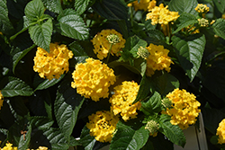 Lucky Yellow Lantana (Lantana camara 'Balucimyel') at A Very Successful Garden Center