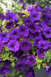 SureShot Dark Blue Petunia (Petunia 'Balsursarlu') at A Very Successful Garden Center