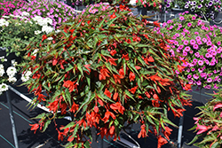 Mistral Orange Begonia (Begonia boliviensis 'KLEBG13461') at A Very Successful Garden Center