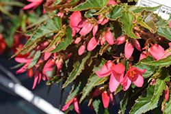 Mistral Pink Begonia (Begonia boliviensis 'KLEBG16500') at A Very Successful Garden Center